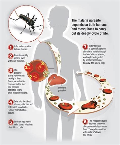 Malaria In The Us Symptoms And Prevention Guardian Liberty Voice