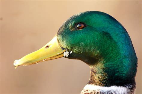 1558 Mallard Duck Face Stock Photos Free And Royalty Free Stock Photos