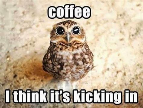 29 Funny Owl Memes That Are So Funny Theyre Actually A Hoot
