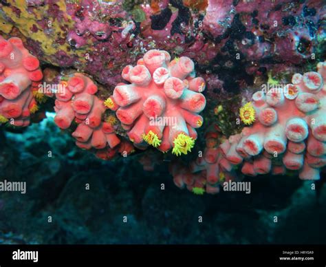 Orange Cup Coral Tubastraea Coccinea At Daytime Stock Photo Alamy