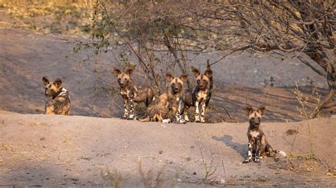 Wild4 African Photographic Safaris And Tours Small Group Photo Specialists