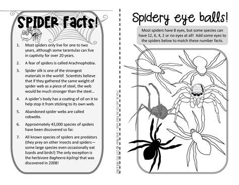 Facts About Spiders Worksheet