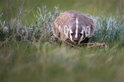 The American Badger Taxidea Taxus The Fur Bearers