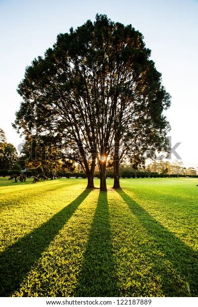 Tree Shadow Sunset Stock Photo Edit Now 122187889