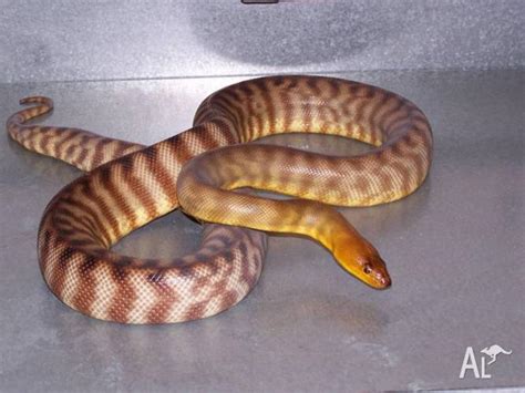 Adult Male Woma Python For Sale In Bolivar South Australia Classified