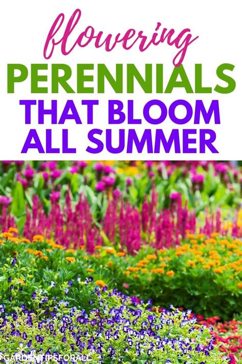 9 Flowering Perennials That Bloom All Summer Long