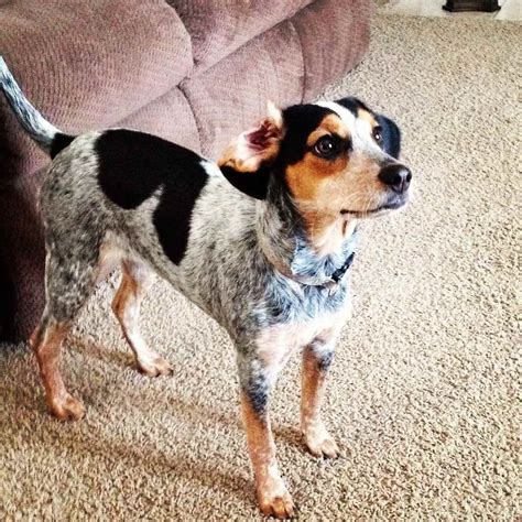 Blue Heeler Beagle Mix Puppies For Sale Petsidi