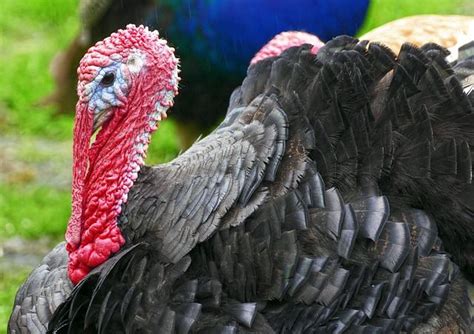 8 Things To Consider Before Raising Turkeys Raising Turkeys Turkey