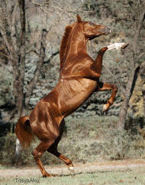 Rearing Horse By Tosyaalex Фотографии лошадей Лошади Ахалтекинская