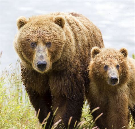 Alaskas ‘outdated Management Plan Increases Risks To Large Carnivores