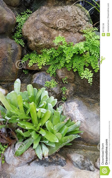 Plants Growing On Rock Wall Stock Photo Image Of Brown Texture 91735138