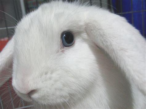 Holland Lop Blue Eyed White Rabbit Usa Rabbit Baby Bunnies White Rabbit