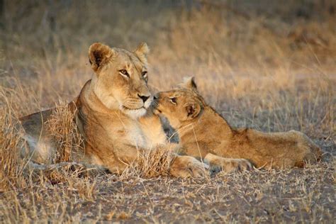 Lion Cubs Shindzela Safari