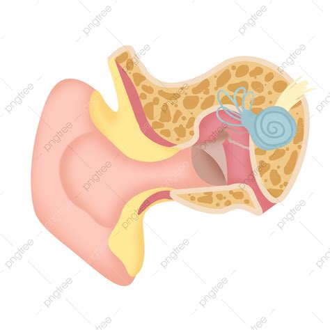 Gambar Ilustrasi Warna Medis Dari Anatomi Struktur Telinga Manusia