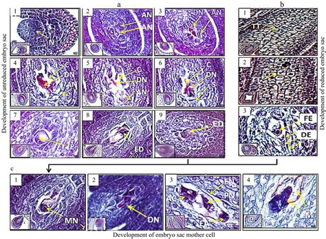 Paraffin Sections Of The Development In The Embryo Mother Sacs Of