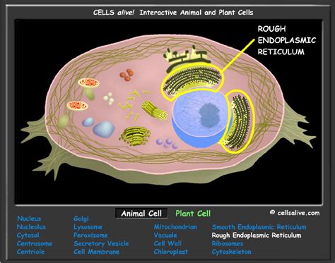 Check spelling or type a new query. Animal Cell Model Diagram Project Parts Structure Labeled ...