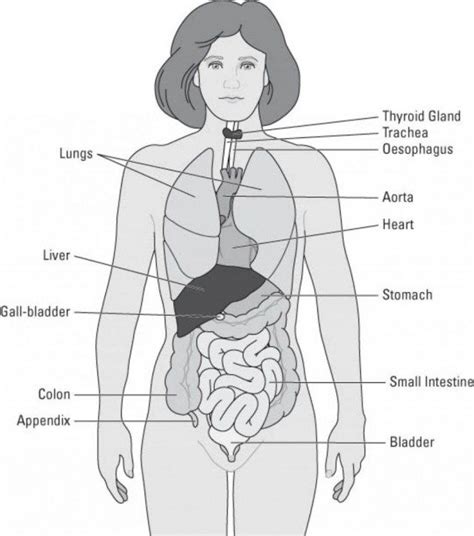 Labeled diagram human torso anatomy perfect. Pin on human anatomy organs