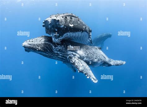 Humpback Whale Megaptera Novaeangliae Australis Male Calf Resting