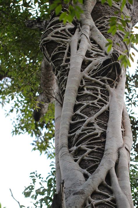 Strangler Fig 4015 Strangler Fig In Rainforest Near Stony Flickr