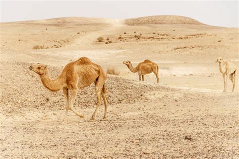 Grupo De Camellos Del Dromedario Que Caminan En Naturaleza Salvaje Del