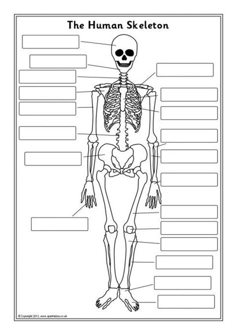 Human Skeleton Worksheet