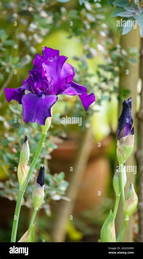 Beautiful Purple Flowers On A Tall Bearded Iris Flower Stock Photo Alamy
