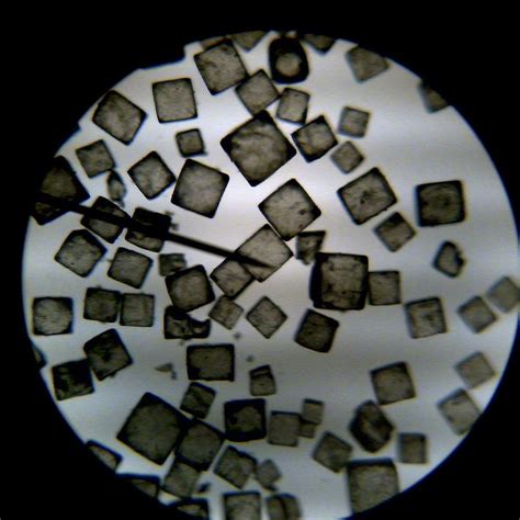 Kosher salts are not only used for koshering meat or by the jewish community. Microscope fun for kids
