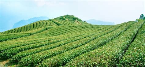 Premium Photo Beautiful Tea Garden Rows Scene Isolated With Blue Sky