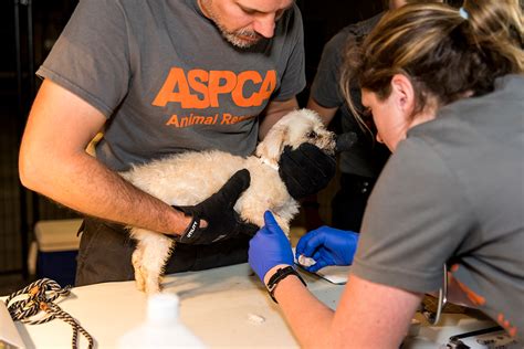 100 Dogs Rescued From Florida Puppy Mill Now Looking For Homes Aspca