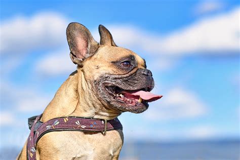 Can my frenchie be left a common fear and concern for new frenchie owners is wondering if their frenchie is destined to have floppy ears or only one ear that is erect. Do French Bulldog's Need Nose Surgery? Your Questions Answered