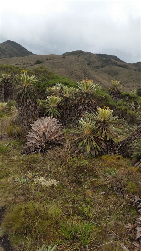 Reserva Forestal Protectora Rfp Nacimiento RÍo BogotÁ Importancia De