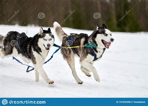 Running Husky Dog On Sled Dog Racing Stock Photo Image Of Buddy Race