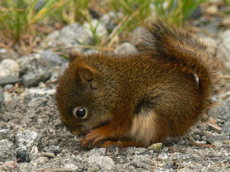 Baby Red Squirrel Alaska Photograph By Stephanie Jurries
