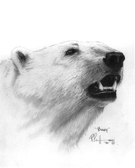 How to draw easy arctic animals. drawings of polar bears - Google Search | Bear drawing, Polar bear drawing, Bear sketch
