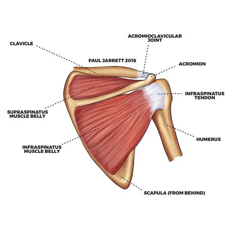 Rotator Cuff Tendons And Ligaments