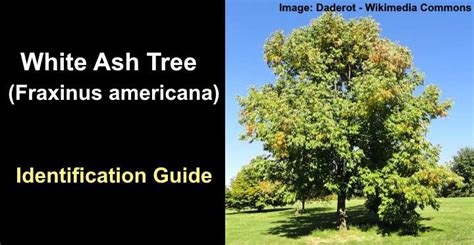 White Ash Tree Leaves Bark Pictures Identification Guide