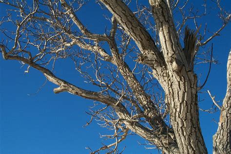 Leafless Tree Free Photo Download Freeimages