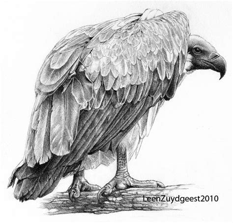 White Backed Vulture Gyps Africanus 6b Graphite Pencil 175mm X 185mm