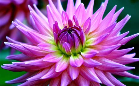 Dahlia Beautiful Purple Flower Desktop Wallpaper Hd For Mobile Phones