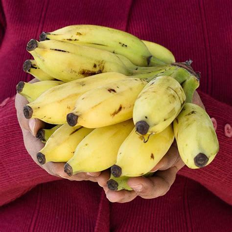 Elaichi Banana Kela Online Buy Yelakki Banana In India I Say Organic