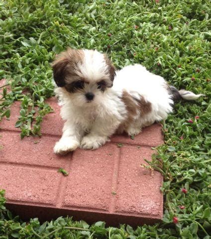 Click below to fill up the form. cute and lovely puppies for adoption for Sale in Marina ...