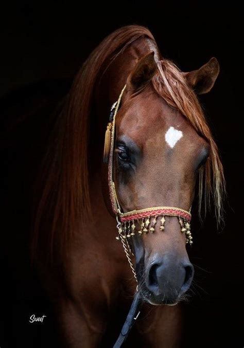 Beautiful Arabian Horse Face حفيد فيرساتشي الذهبي مزاجه لطيف