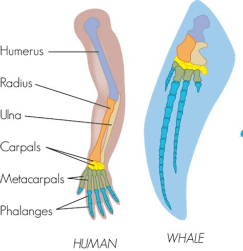 [solved] Draw And Label The Comparative Anatomical Structures Of Different Course Hero