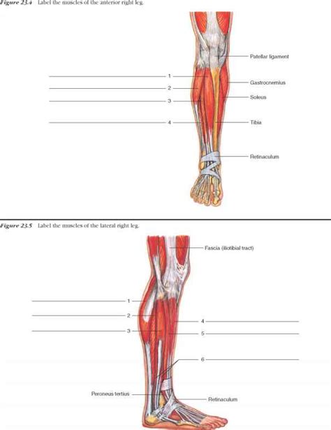 Labeled muscles of the human body chart, anterior view, 3d rendering. Labeling Leg Muscles - Human Anatomy - GUWS Medical