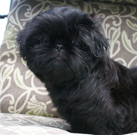 Cute Shih Tzu Puppy