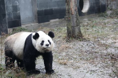 Learn About The True Nature Of Cuddly Pandas