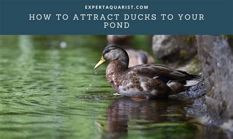 My pond is about 1400 gallons, the piping would need to go 4ft vertical and about 4ft horizontal from the edge of the pond. How to attract ducks to your pond: 6 Easy-To-Apply Methods