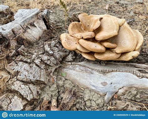 Wild Mushroom Tree Trunk Root Ground Earth Roots Mushrooms Growing