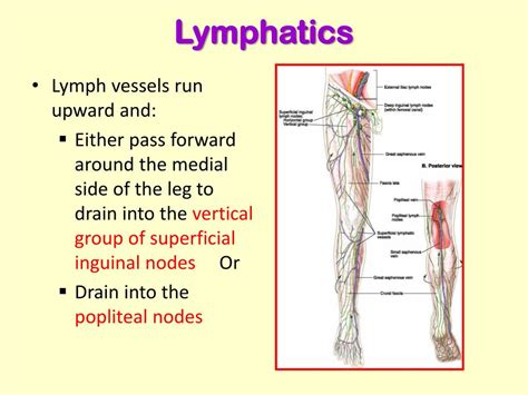 Ppt Posterior Compartment Of The Leg Powerpoint Presentation Free