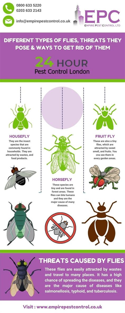 Types Of Flies And Dangers Caused By Them Bacterial Diseases Tiny